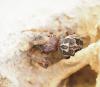 Larinioides cornutus